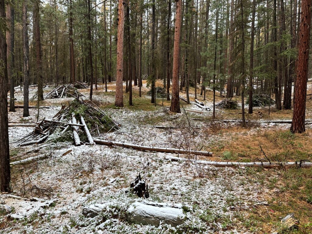 Organized brush piles ready for disposal in snowy forest