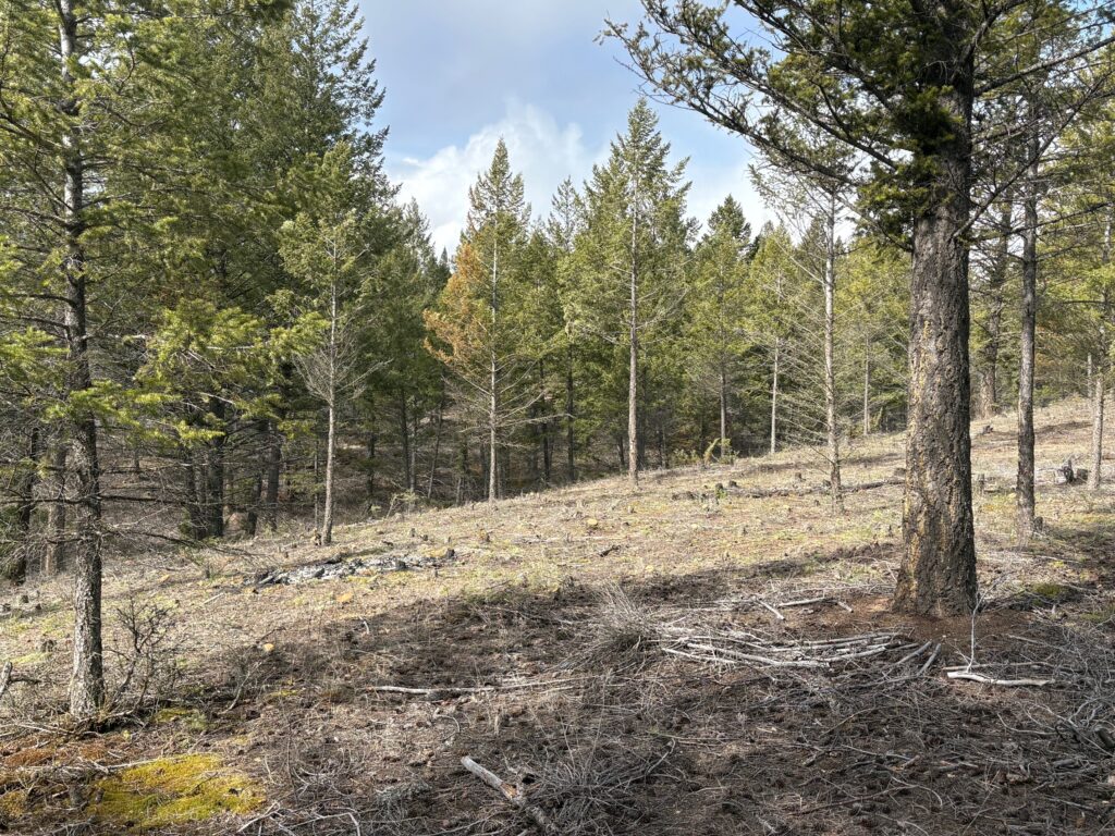 Cleared defensible space with spaced trees and removed underbrush