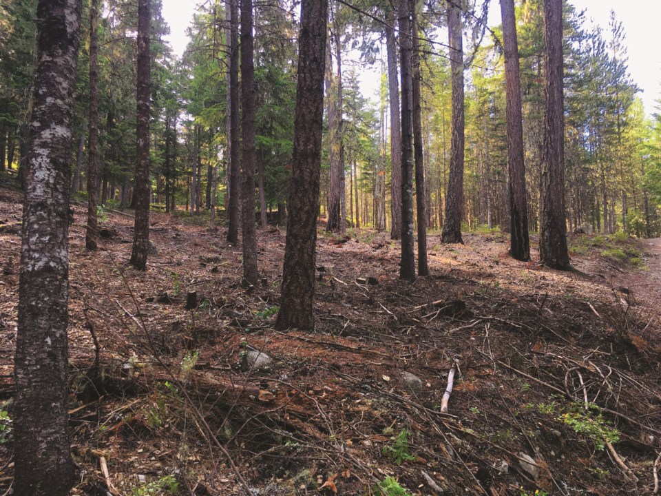 Limbed and thinned trees along a forested trail