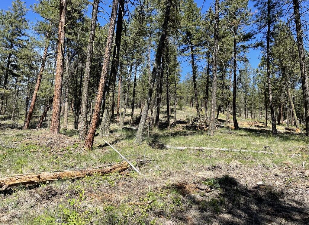 Thinned forest with debris cleared from ground